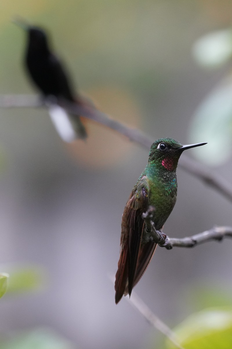 kolibřík brazilský - ML616019394
