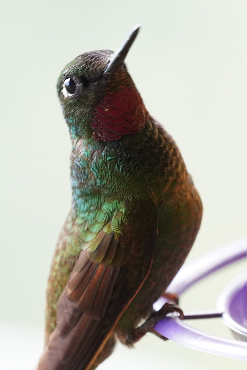 Рубиновый колибри - ML616019395