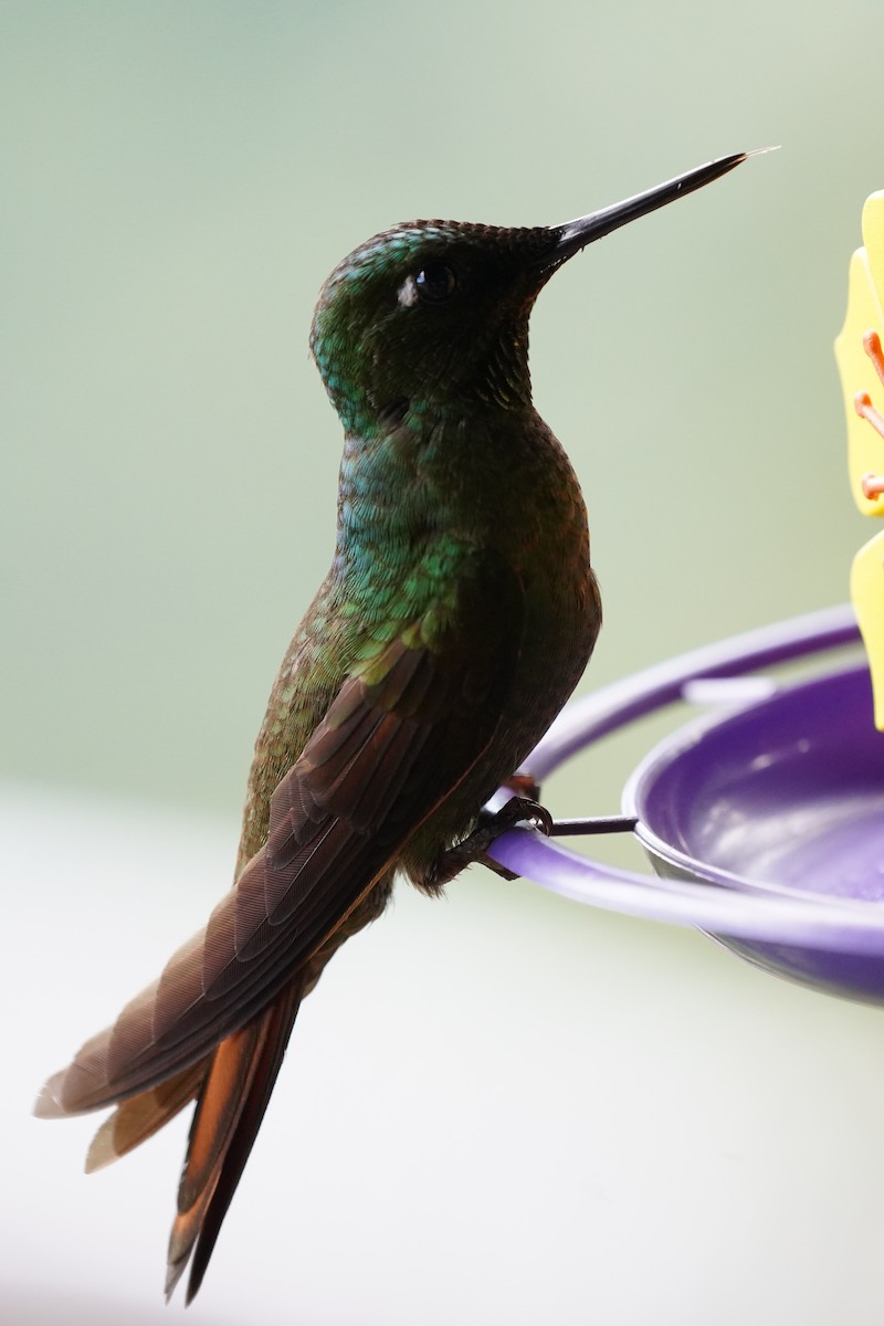 kolibřík brazilský - ML616019399