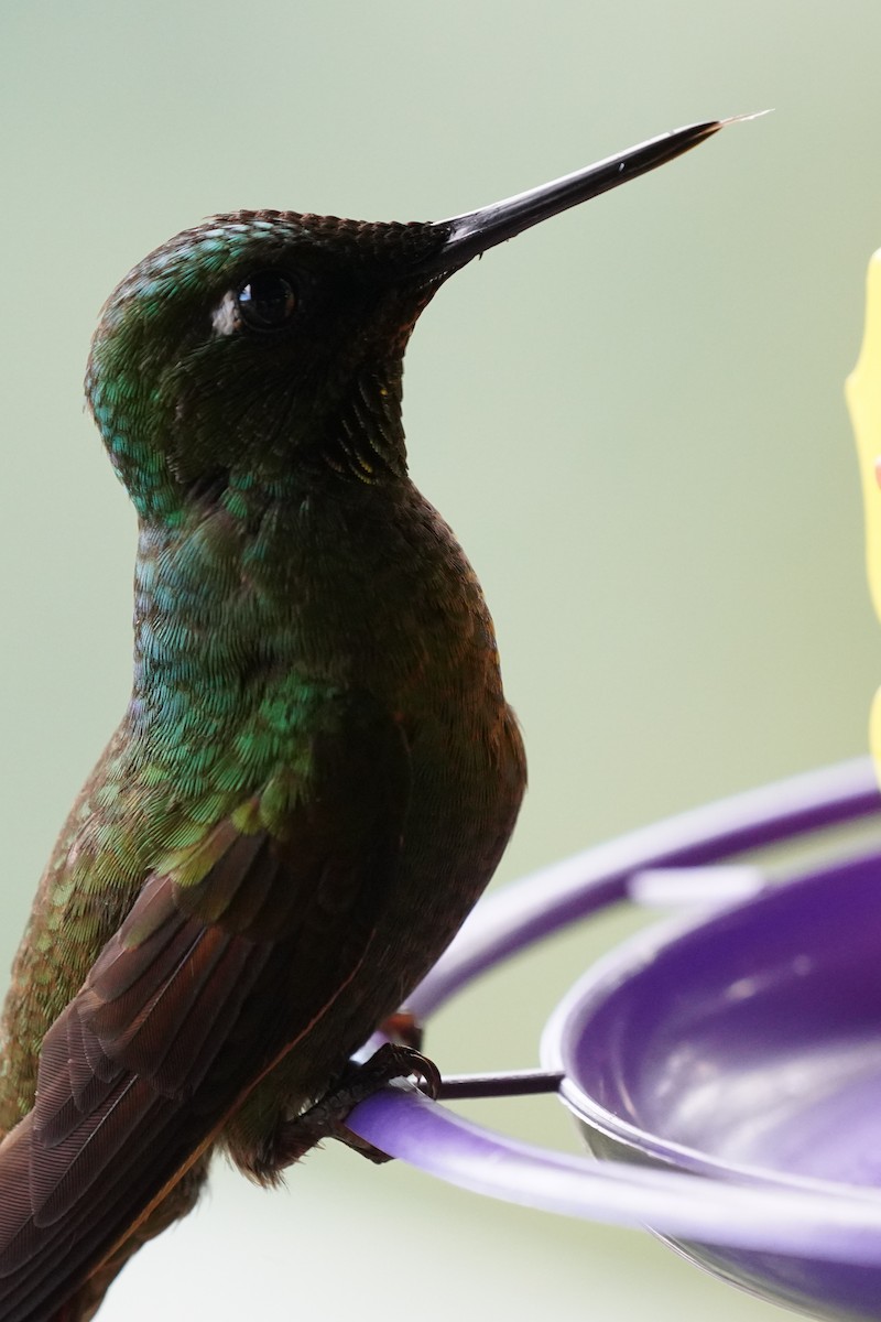 kolibřík brazilský - ML616019400