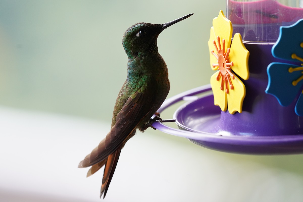 kolibřík brazilský - ML616019401
