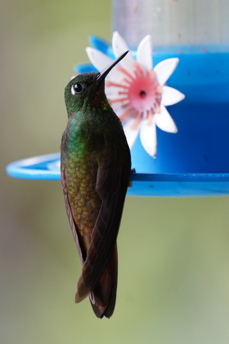 kolibřík brazilský - ML616019402