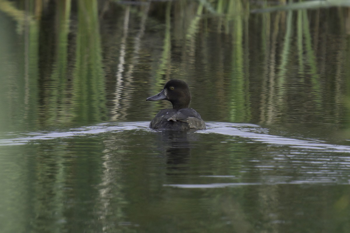 Tufted Duck - ML616019423