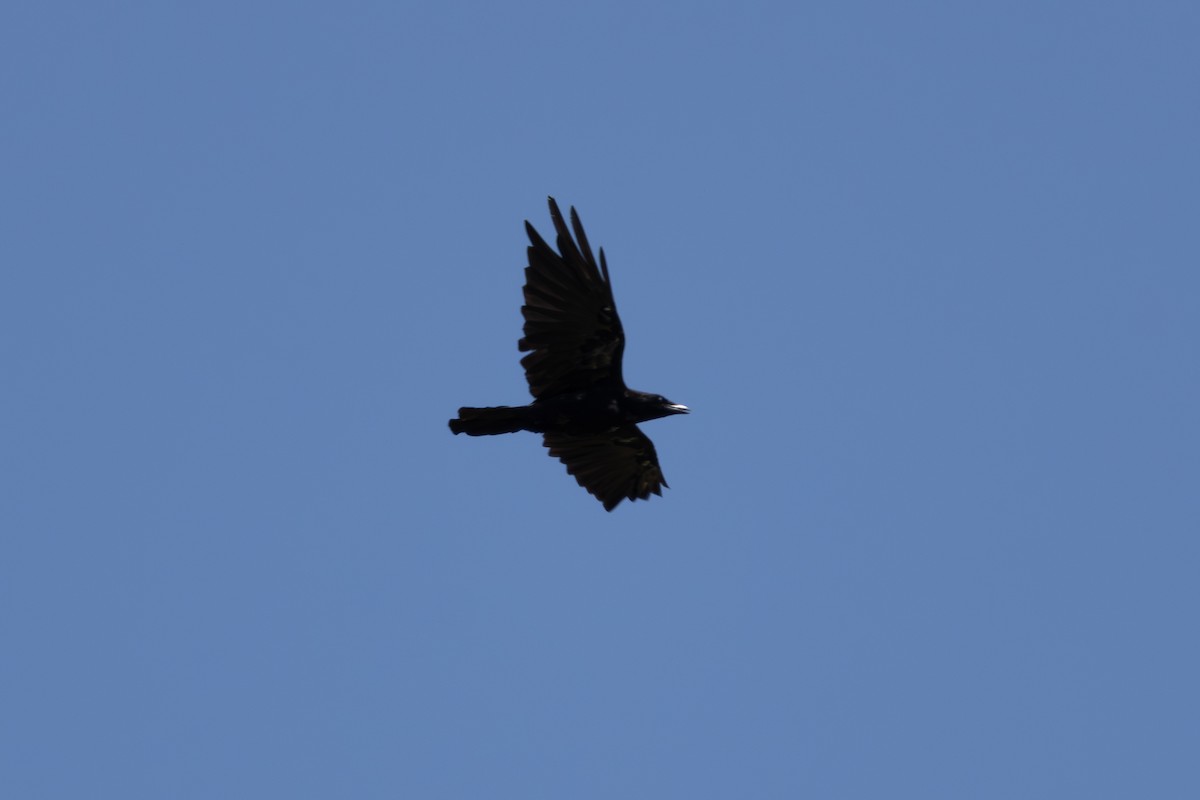 Ворона чорна - ML616019473