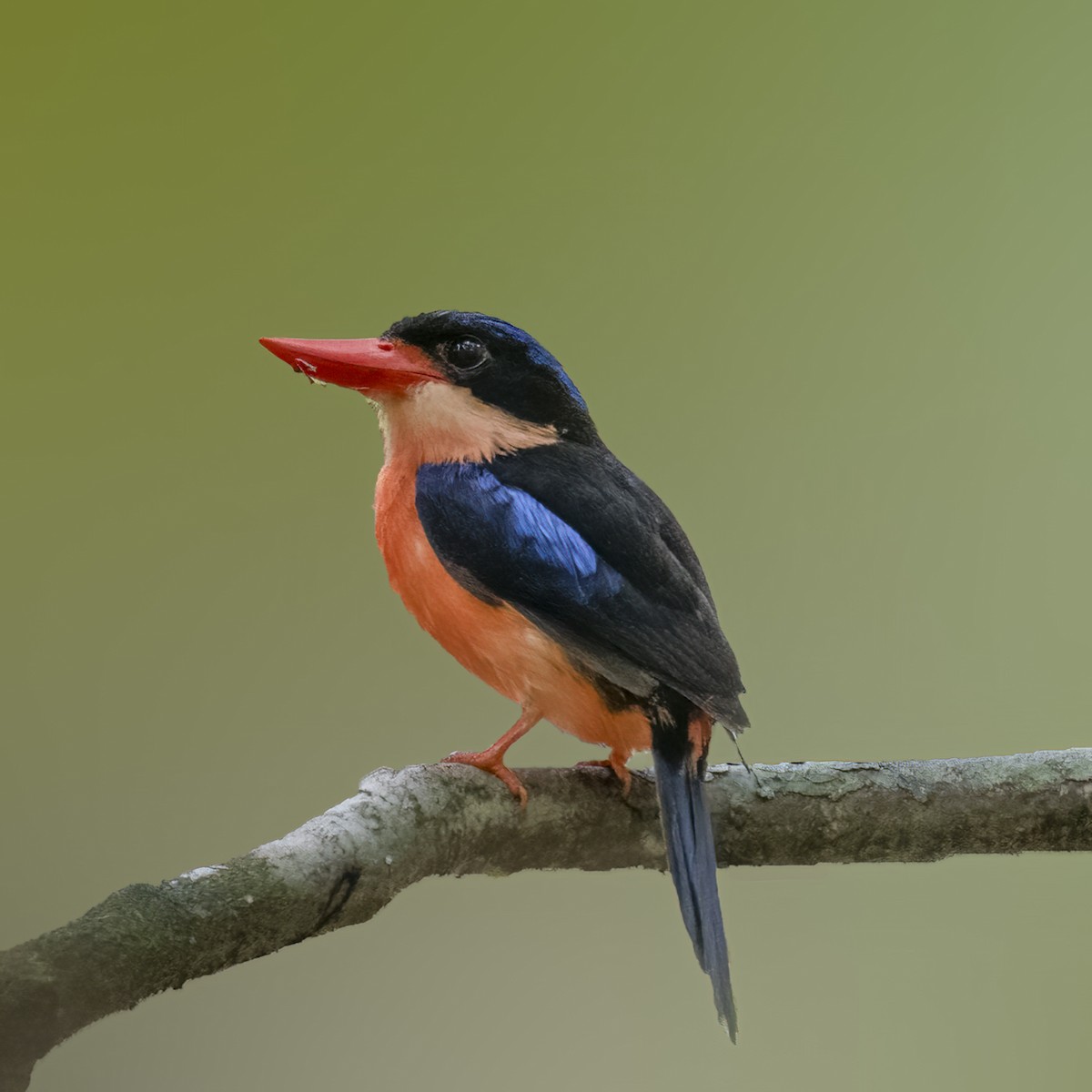 Red-breasted Paradise-Kingfisher - ML616019694