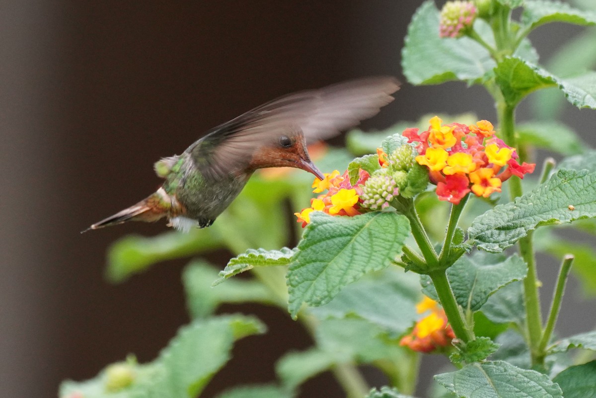 Frilled Coquette - ML616019747