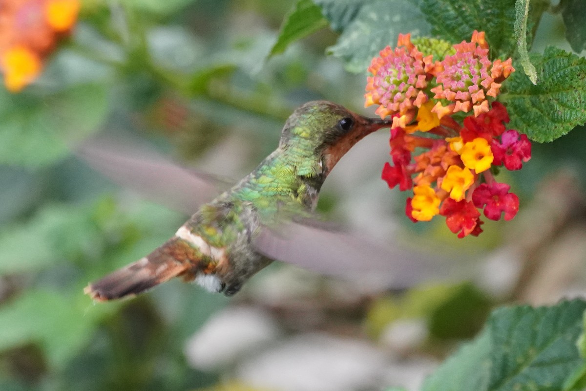 Frilled Coquette - ML616019750