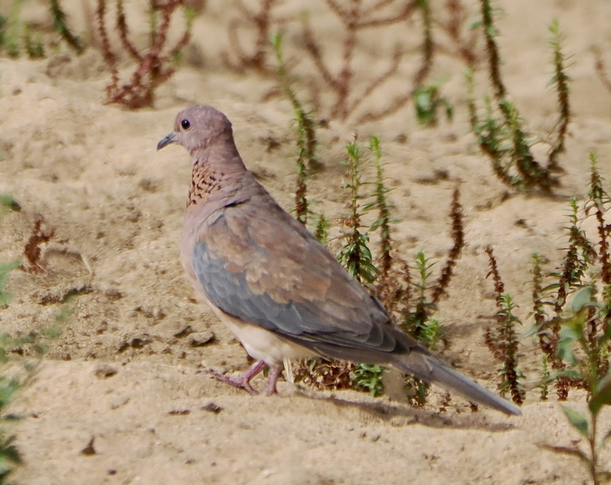 Laughing Dove - ML616019856