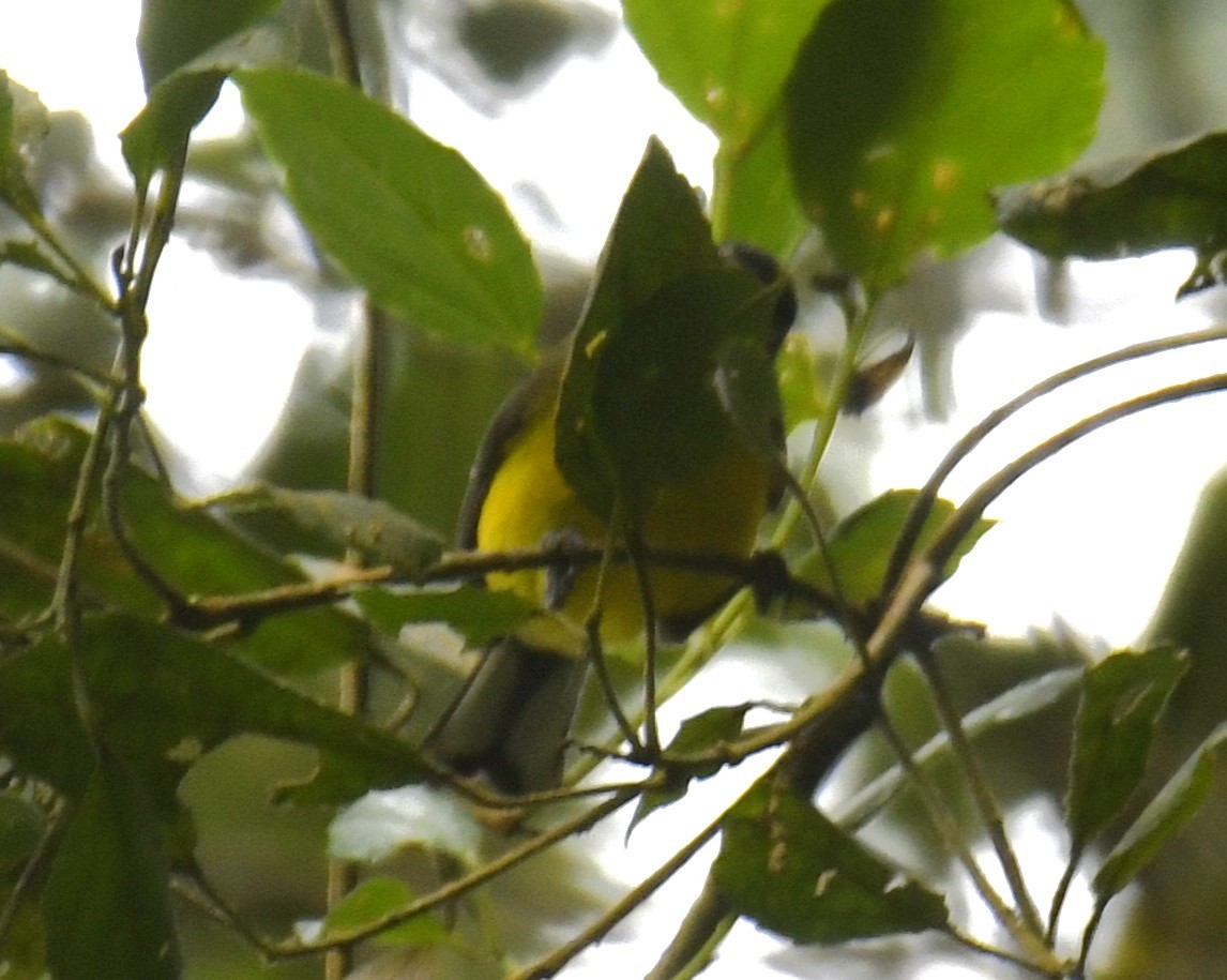 Yellow-crowned Redstart - ML616019935