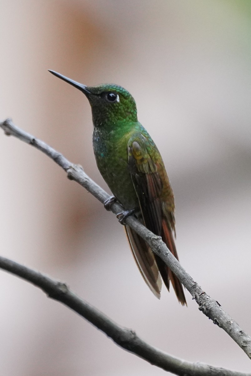kolibřík brazilský - ML616019946