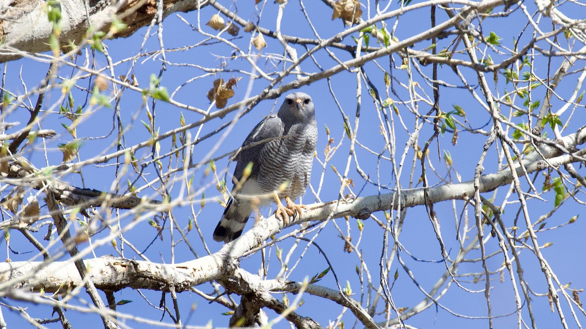 ML616020118 Gray Hawk Macaulay Library