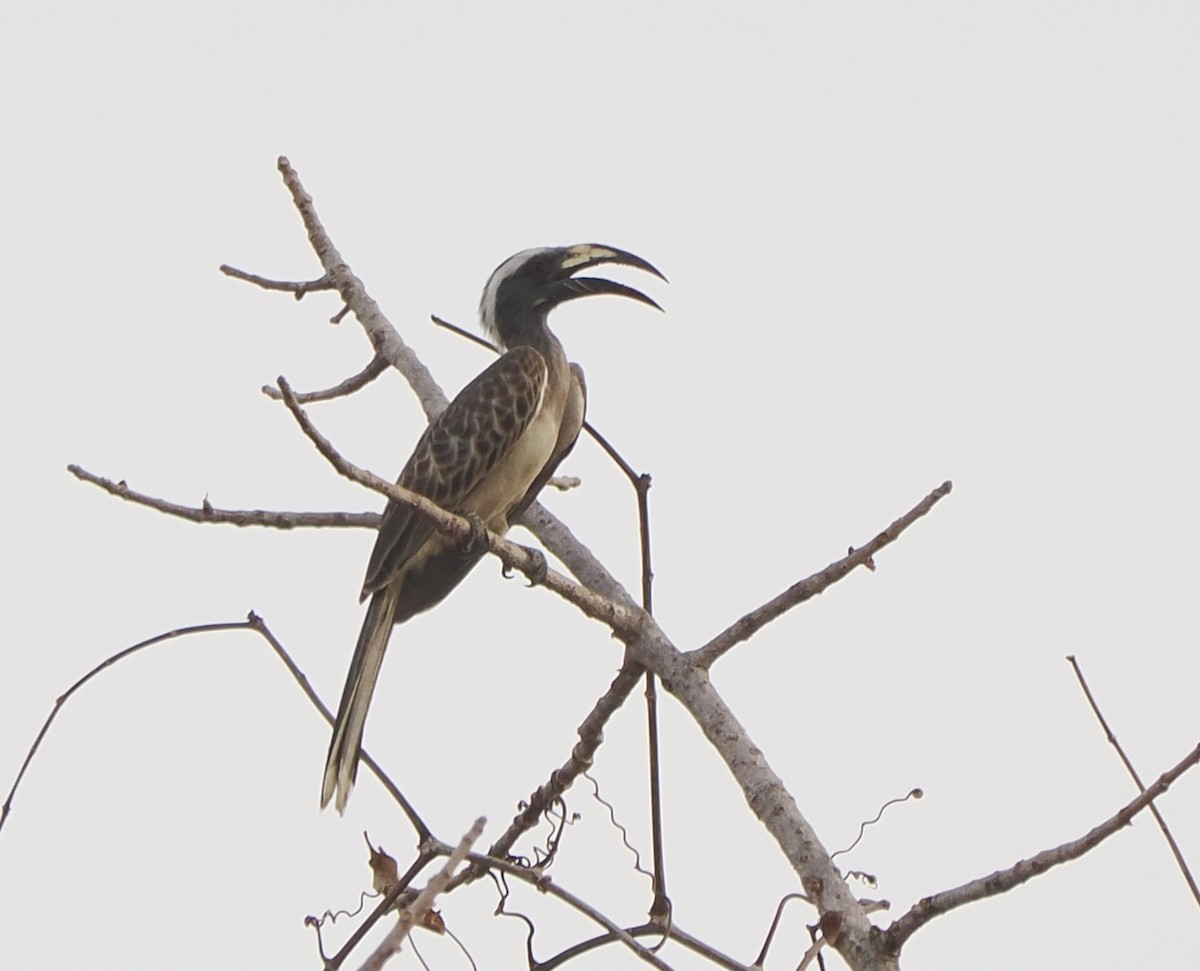 African Gray Hornbill - ML616020193