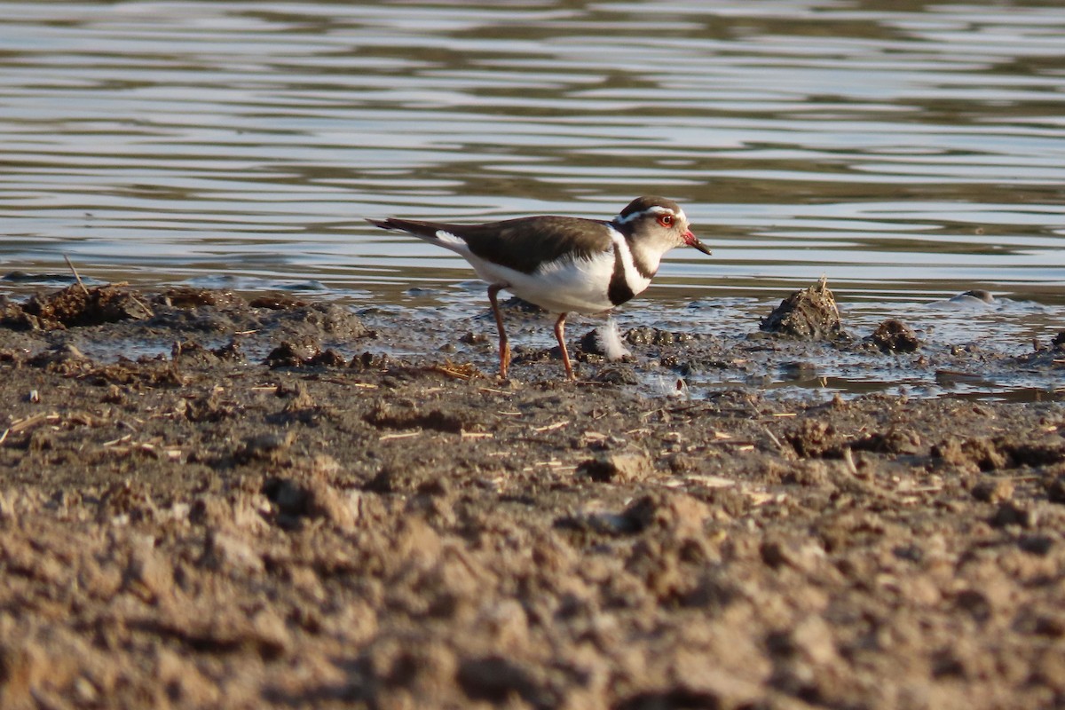 Three-banded Plover - ML616020230
