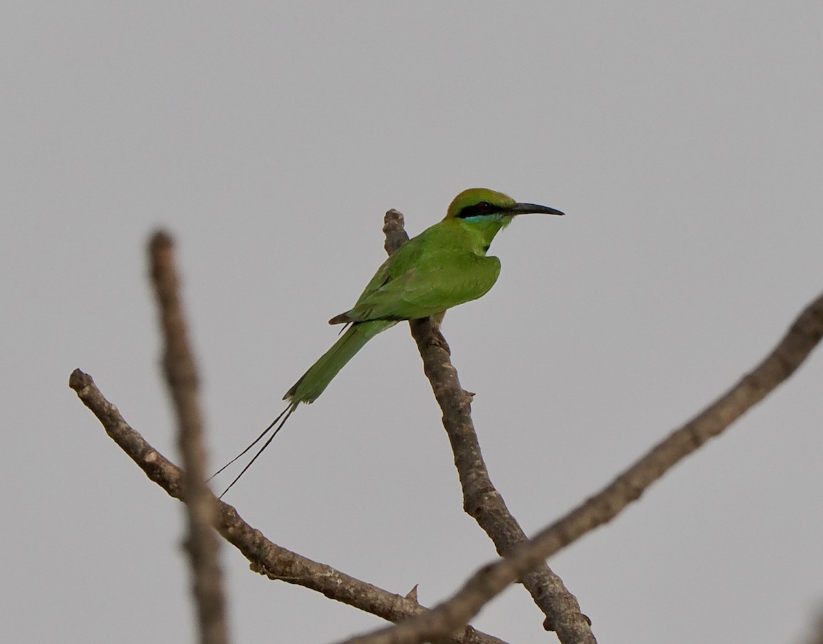 African Green Bee-eater - ML616020231