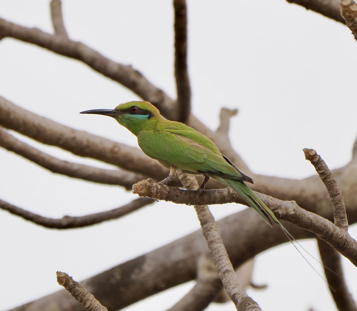 African Green Bee-eater - ML616020232