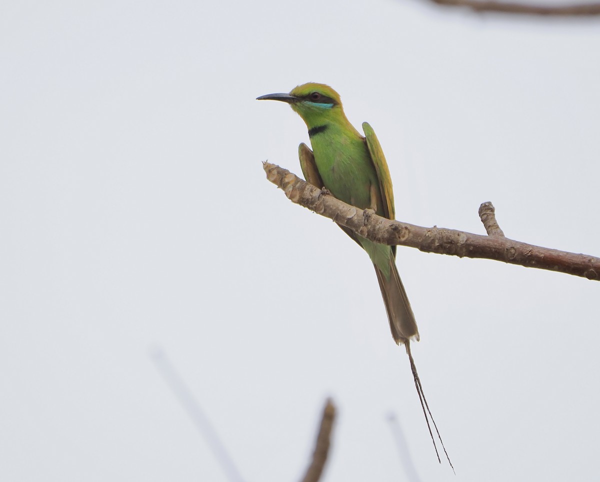African Green Bee-eater - Annette Teng