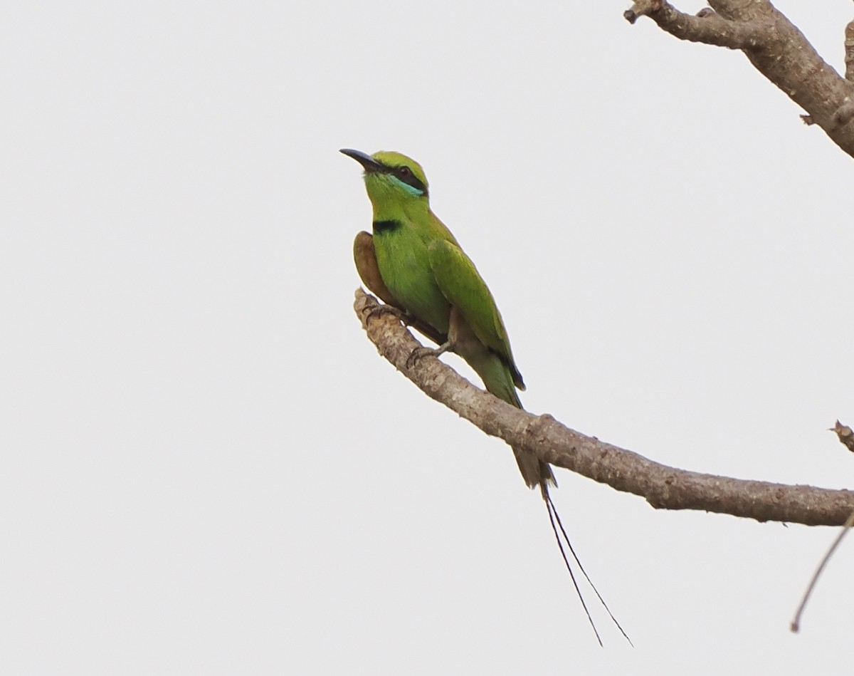 African Green Bee-eater - Annette Teng