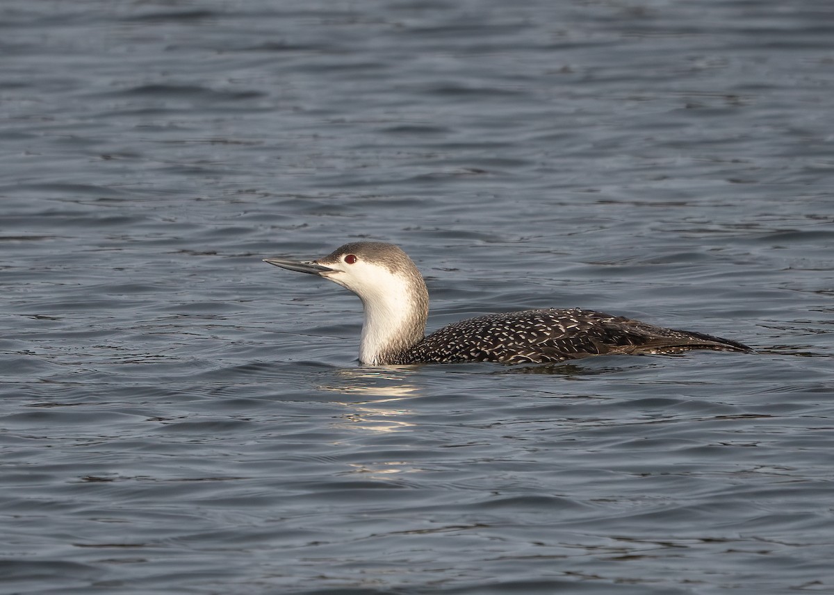 Red-throated Loon - ML616020239