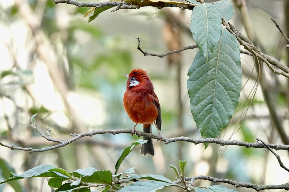 Red Warbler (White-cheeked) - ML616020242