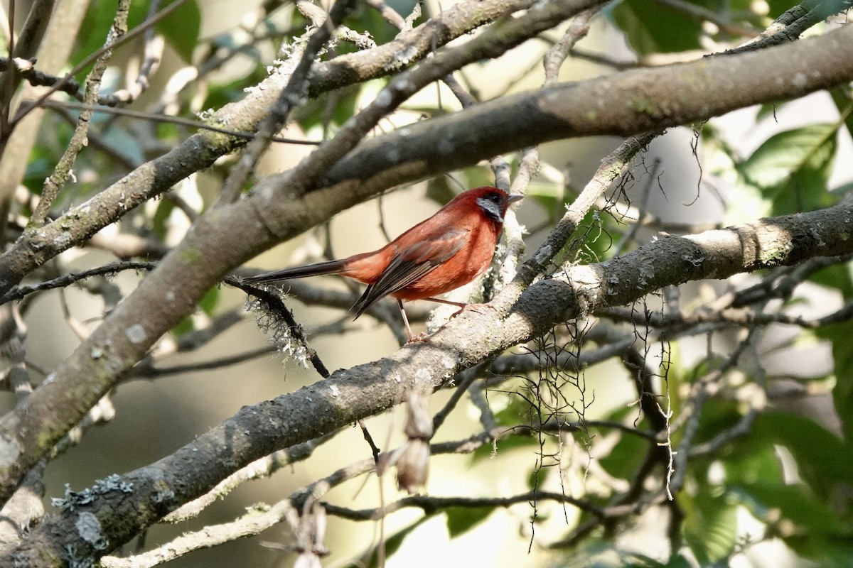Red Warbler (White-cheeked) - ML616020243