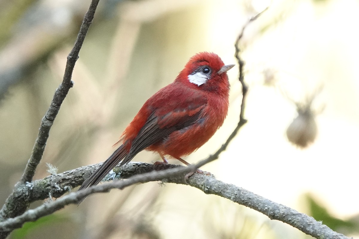 Red Warbler (White-cheeked) - Bob Greenleaf