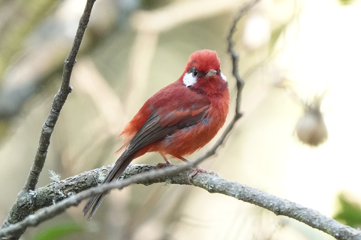 Red Warbler (White-cheeked) - ML616020245