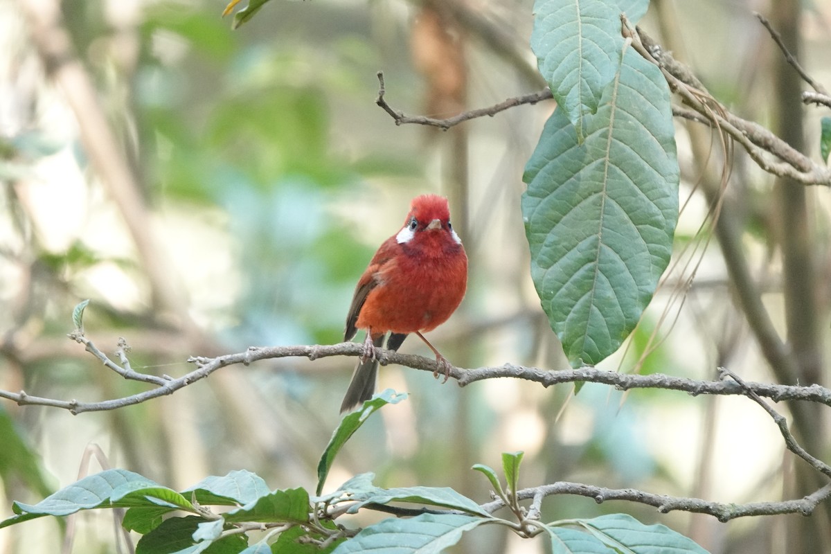 Red Warbler (White-cheeked) - ML616020246