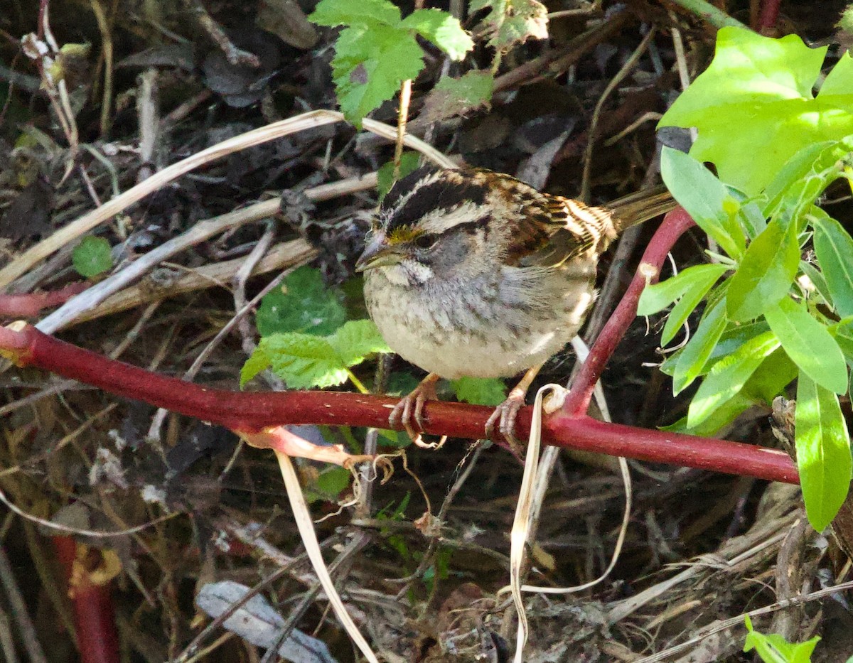White-throated Sparrow - Pair of Wing-Nuts