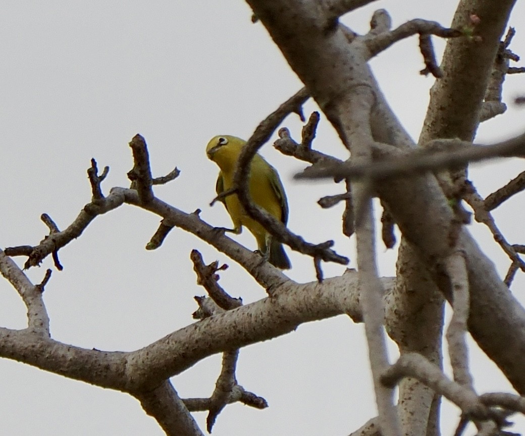 Senegalbrillenvogel - ML616020418