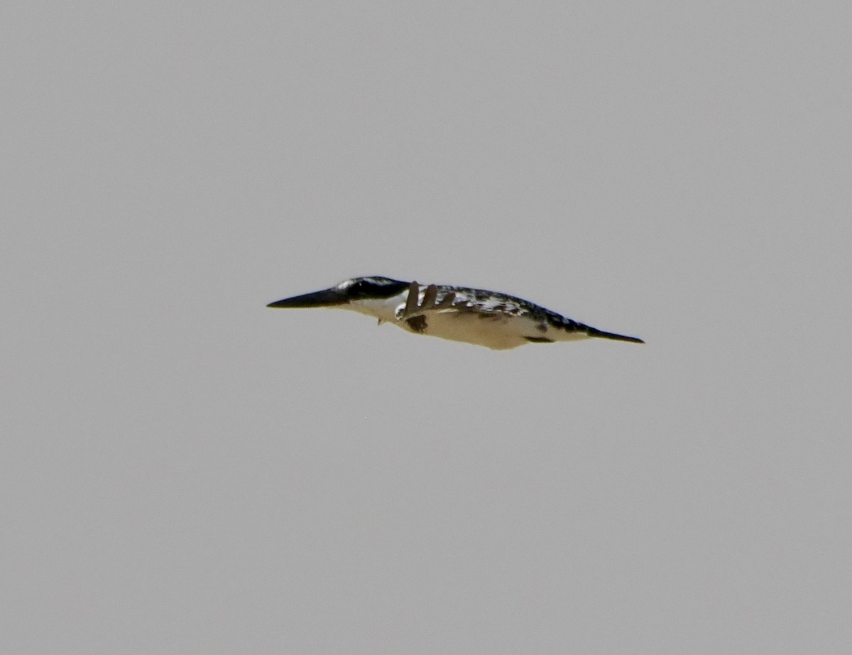 Pied Kingfisher - ML616020588
