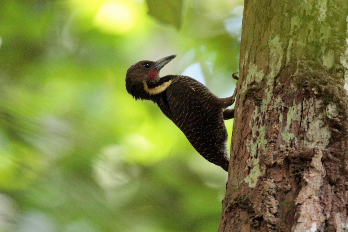 Buff-necked Woodpecker - ML61602071