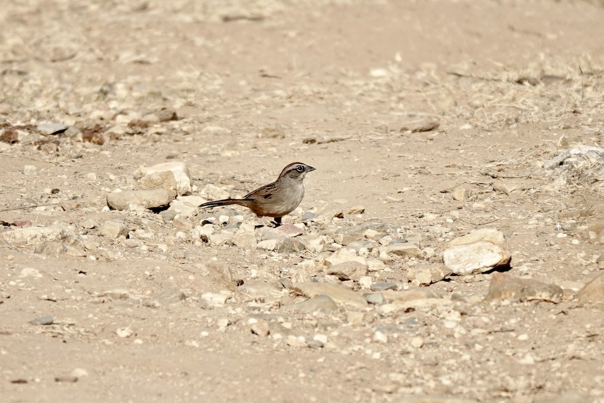 Oaxaca Sparrow - ML616020712