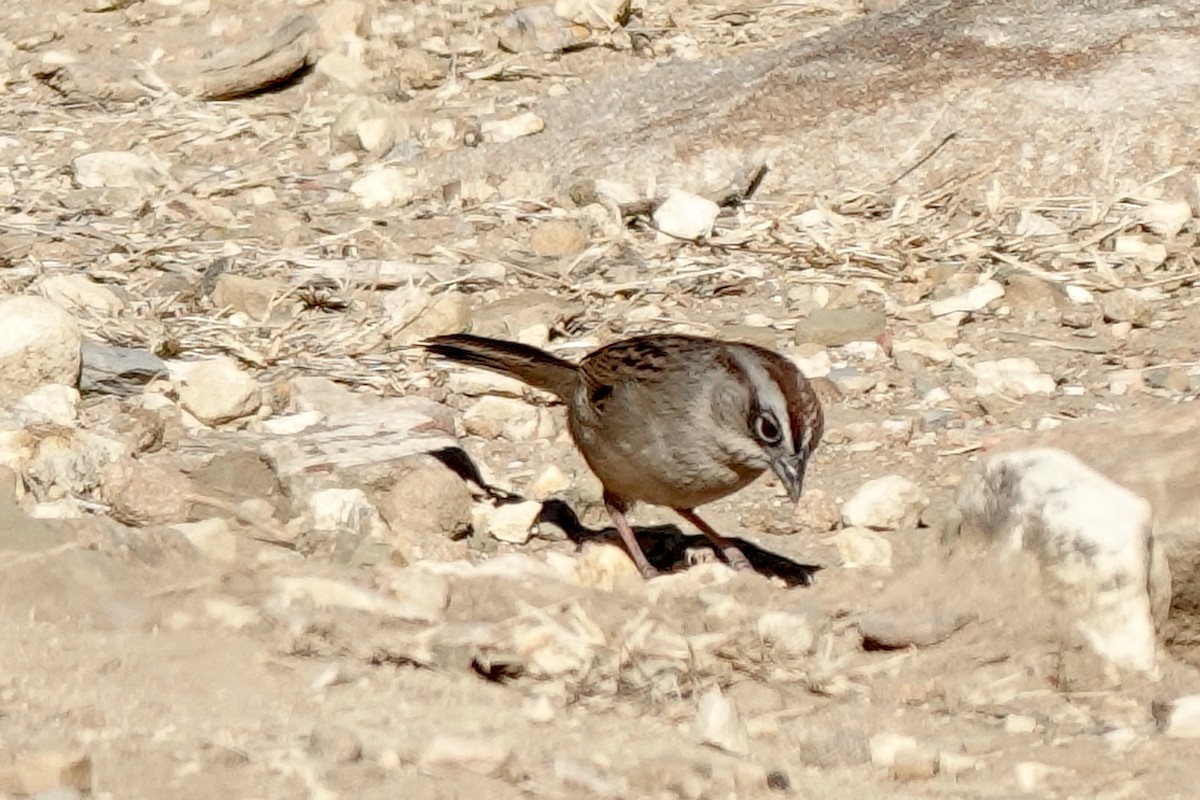Oaxaca Sparrow - ML616020713