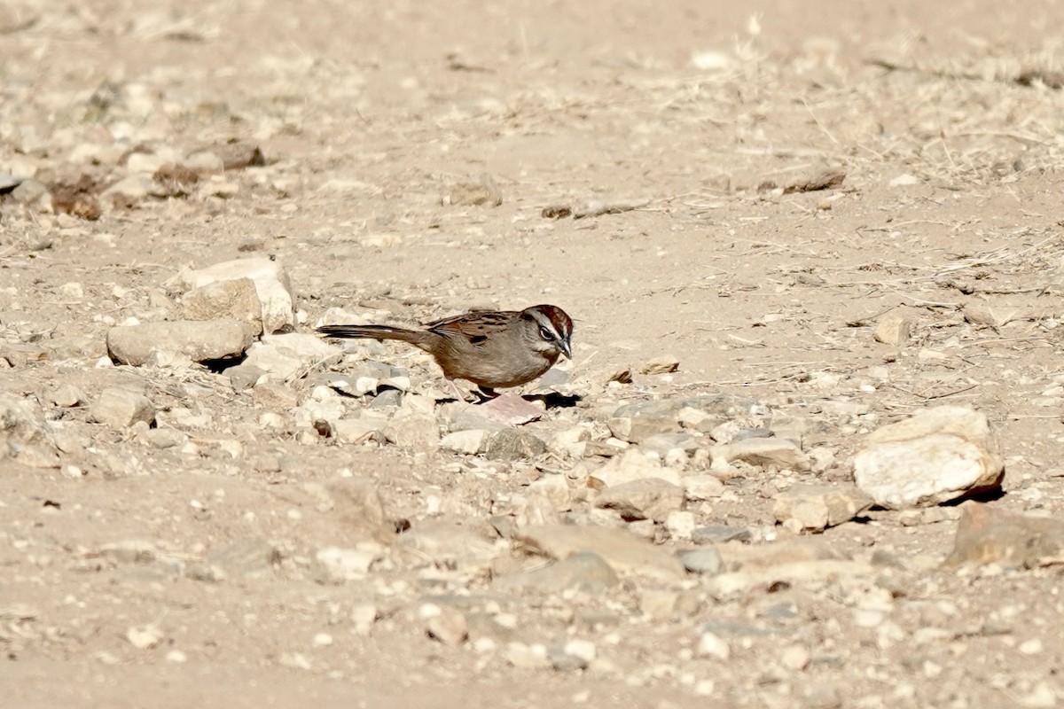 Oaxaca Sparrow - ML616020714