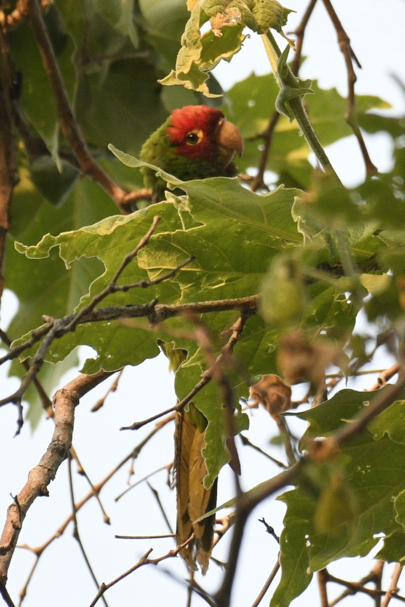 Red-masked Parakeet - Joshua  Smith