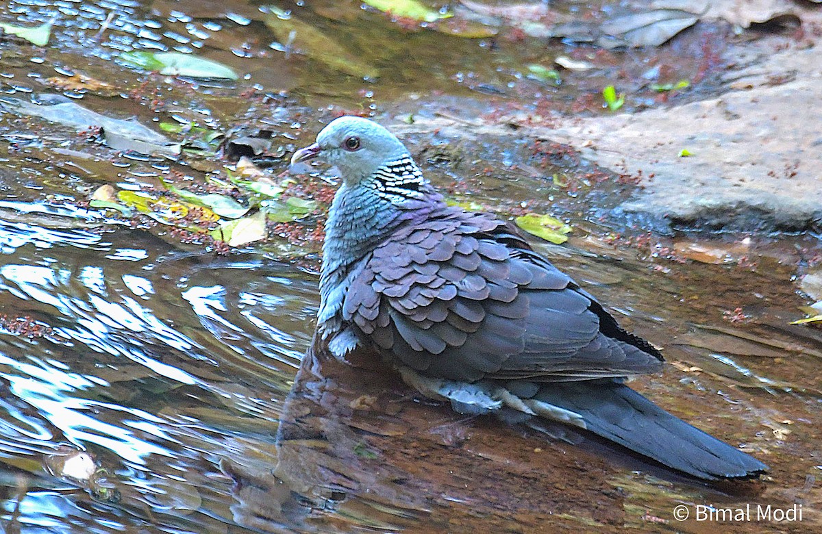 Nilgiri Wood-Pigeon - ML616020773