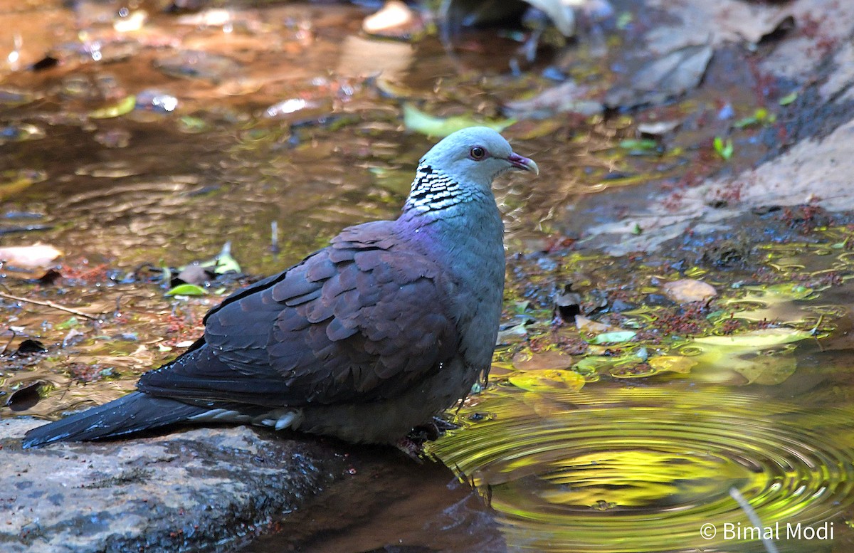 Nilgiri Wood-Pigeon - Bimal Modi