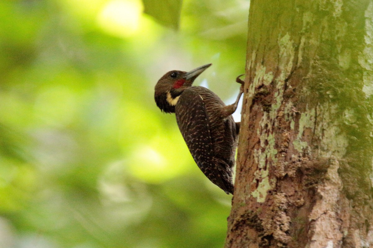 Buff-necked Woodpecker - ML61602081