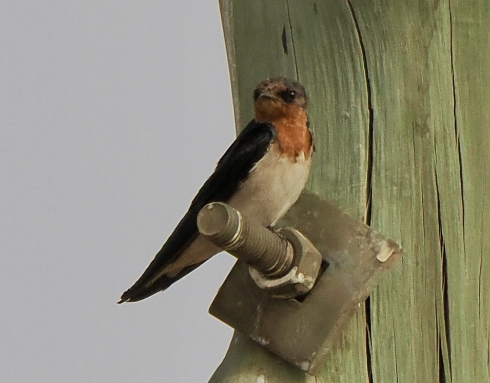 Red-chested Swallow - ML616020982