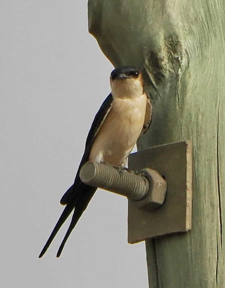 Red-rumped Swallow - ML616021011