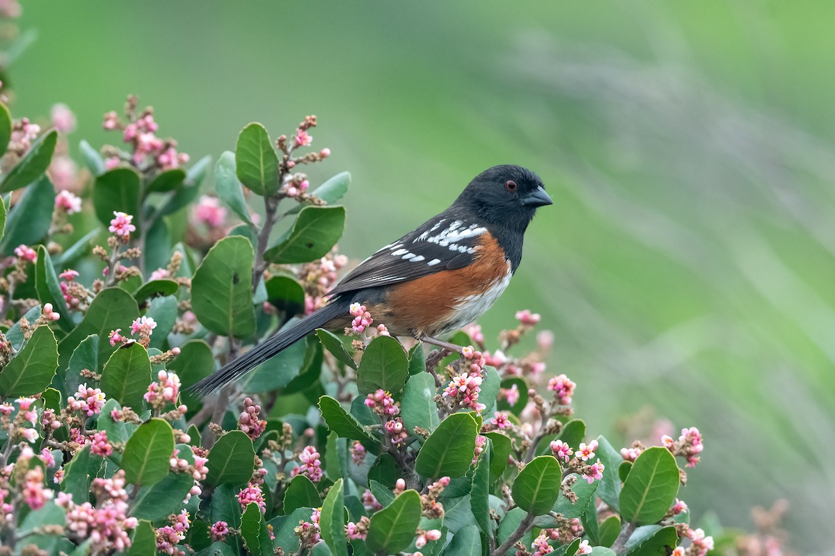 Spotted Towhee - ML616021015