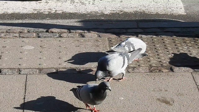 Rock Pigeon (Feral Pigeon) - ML616021099