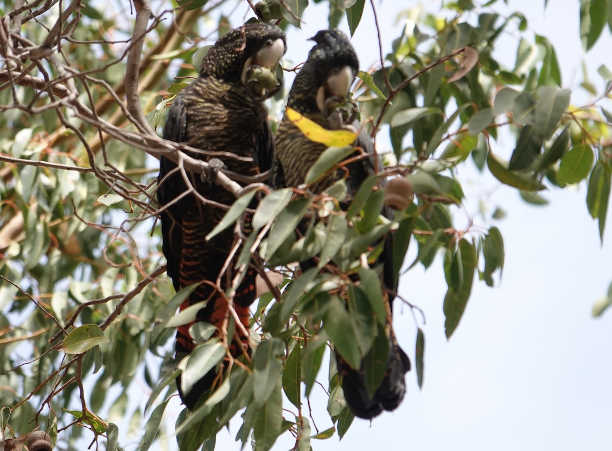 Red-tailed Black-Cockatoo - ML616021158