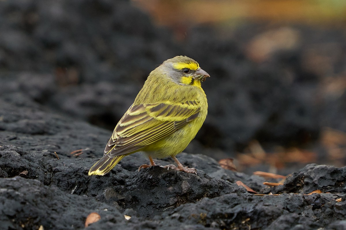 Yellow-fronted Canary - ML616021159