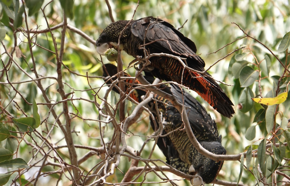 Red-tailed Black-Cockatoo - ML616021164