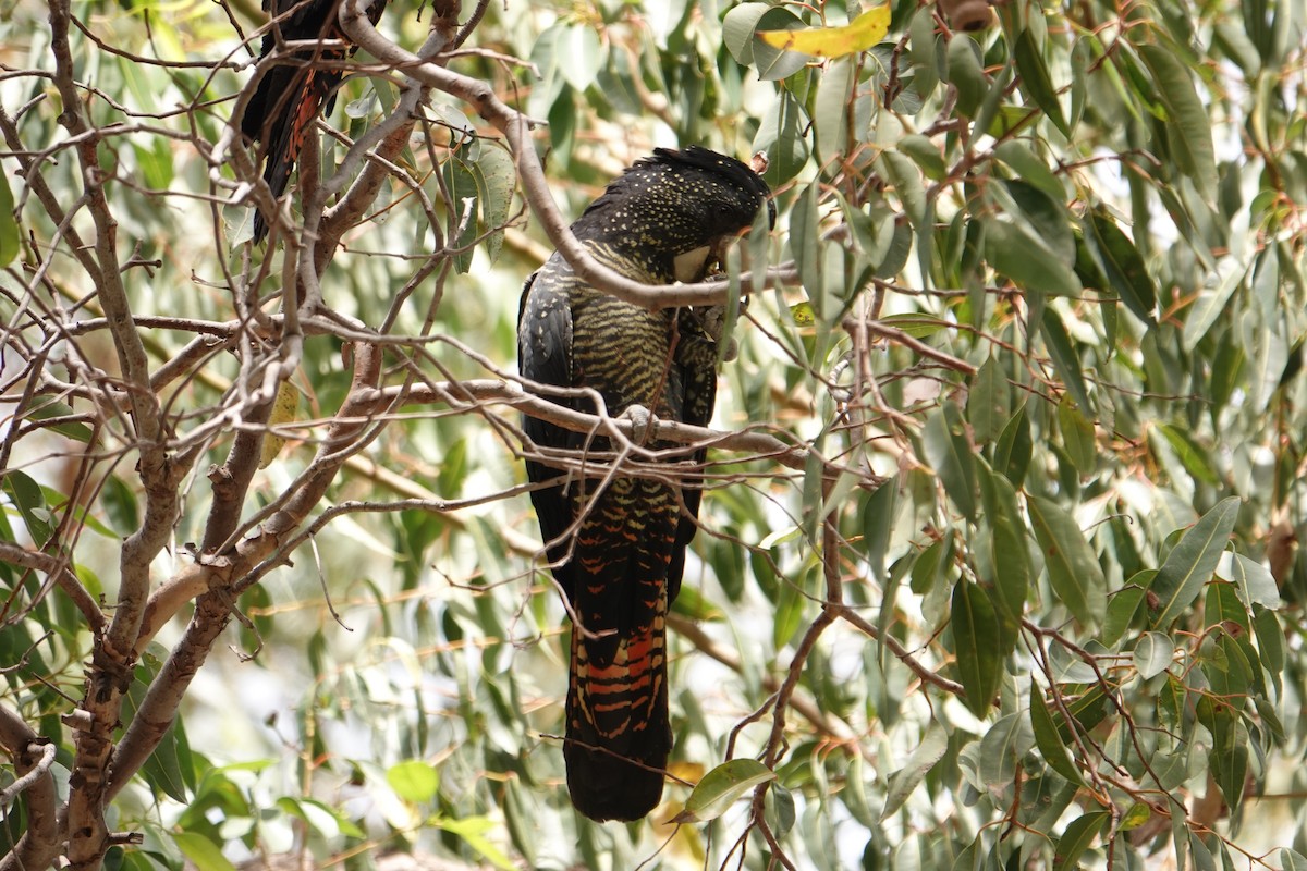 Red-tailed Black-Cockatoo - ML616021172