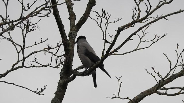 Hooded Crow - ML616021285