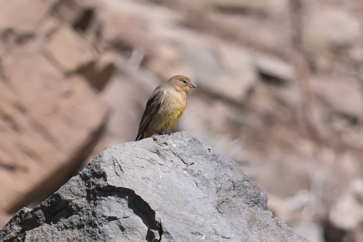 Greater Yellow-Finch - ML616021480