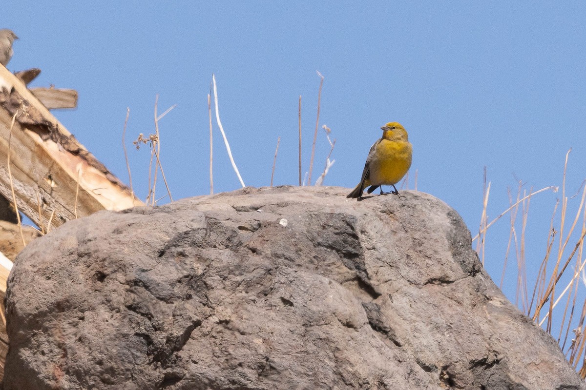 Greater Yellow-Finch - ML616021481