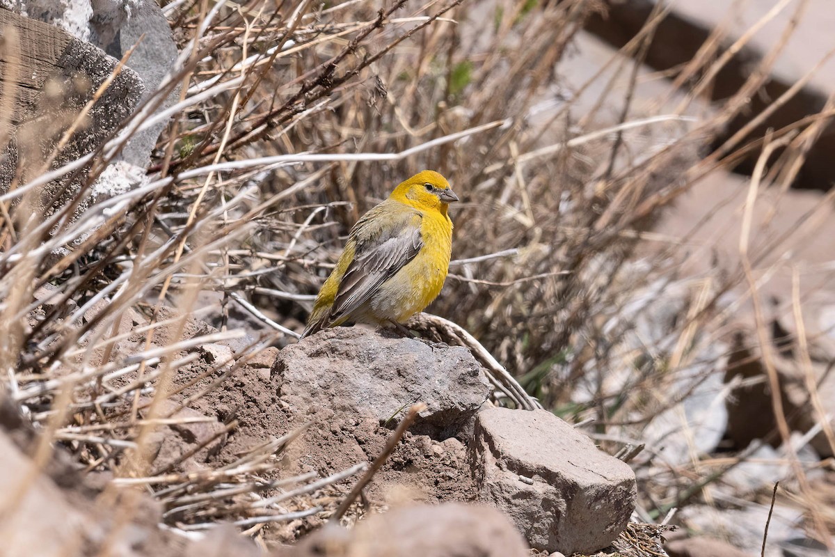 Greater Yellow-Finch - ML616021482